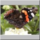 Vanessa atalanta - Admiral 05.jpg